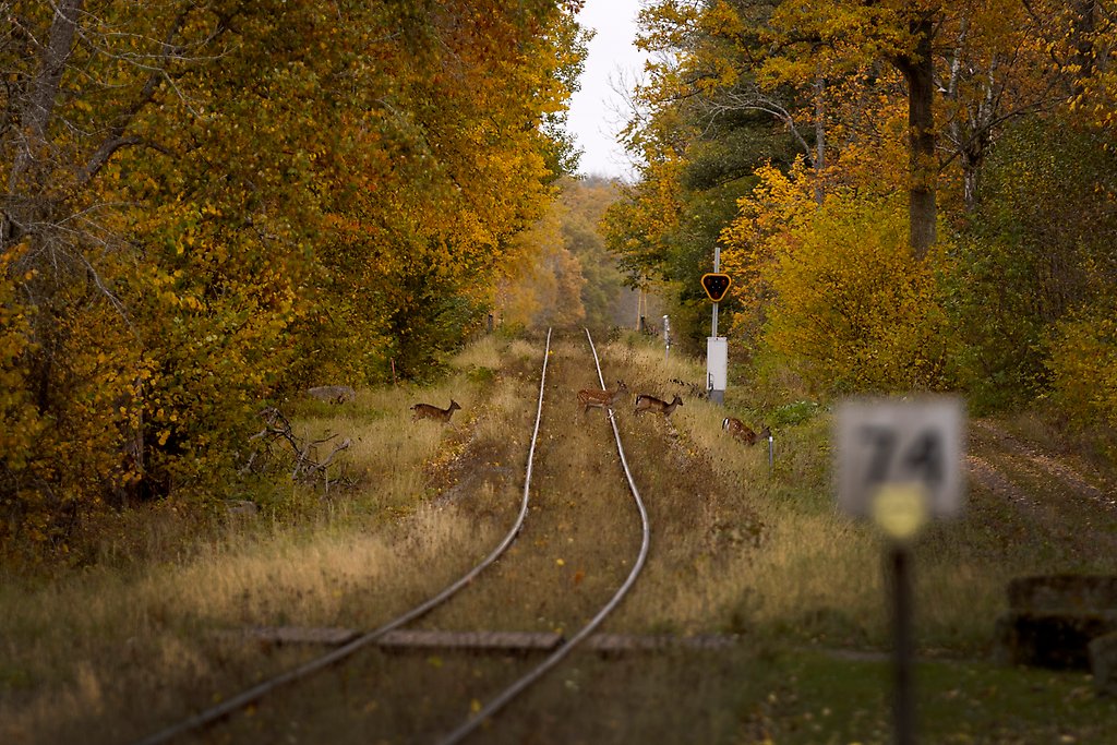 Foto med hjortar som springer över järnvägsspår