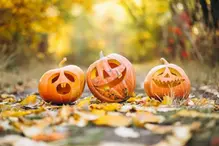 Tre stycken orangea halloweenpumpor på en grusväg med höstlöv.