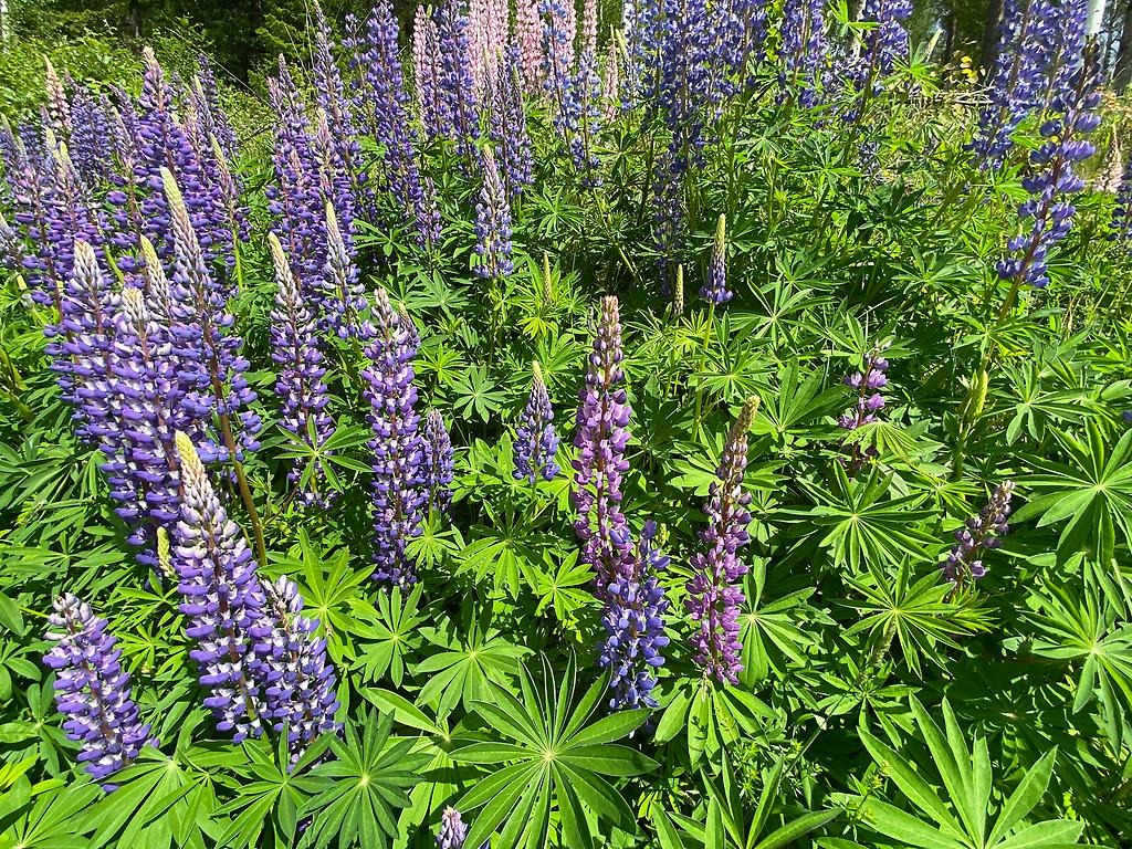 Ett fält med flera blomsterlupiner. 
