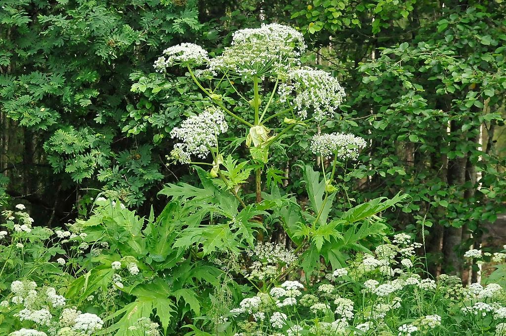 En vit stor växt av arten jätteloka.
