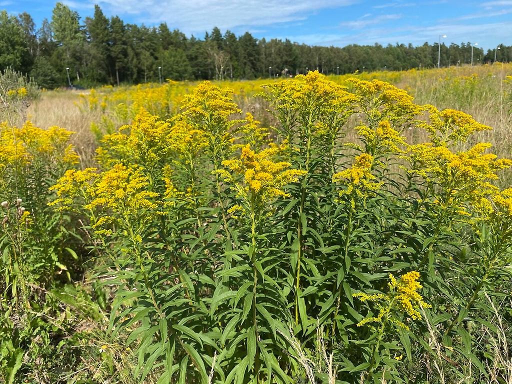 Ett fält av gula blommor.