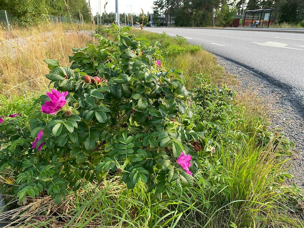 Vresros vid en vägkant.