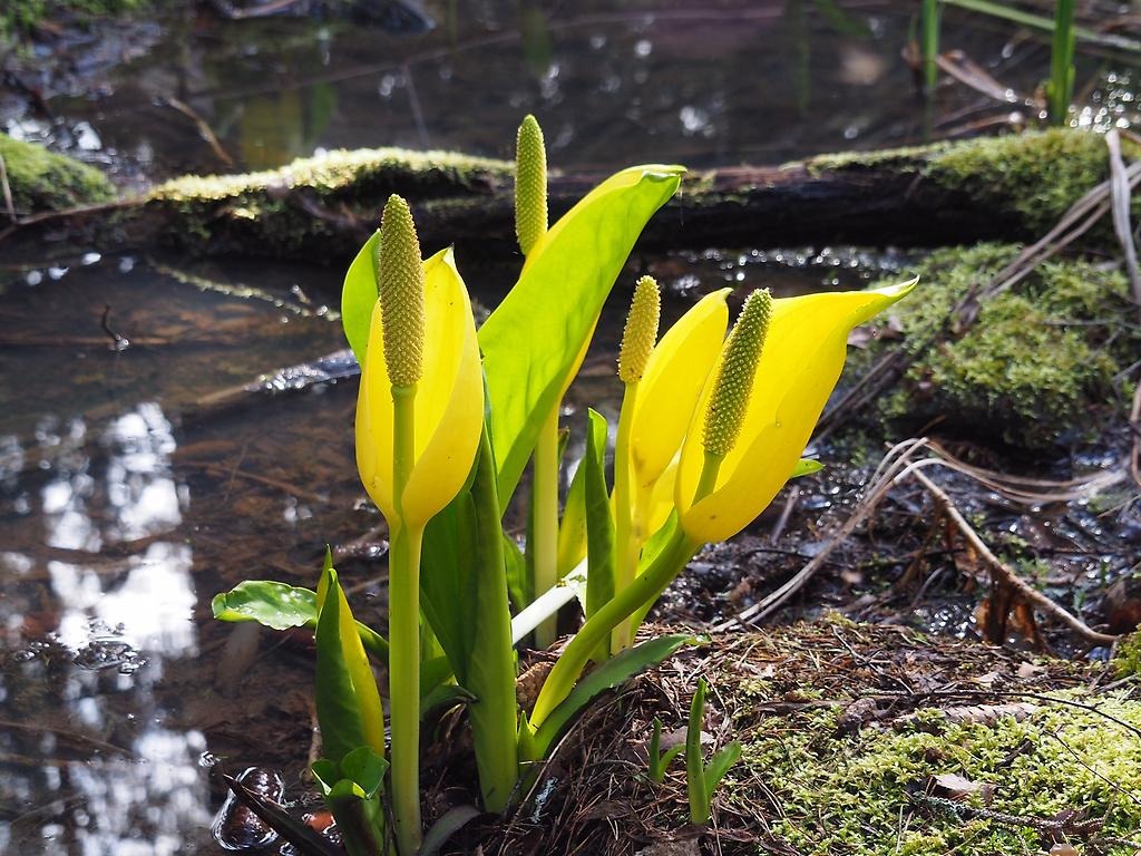 Gul skunkkalla vid vattnet. 