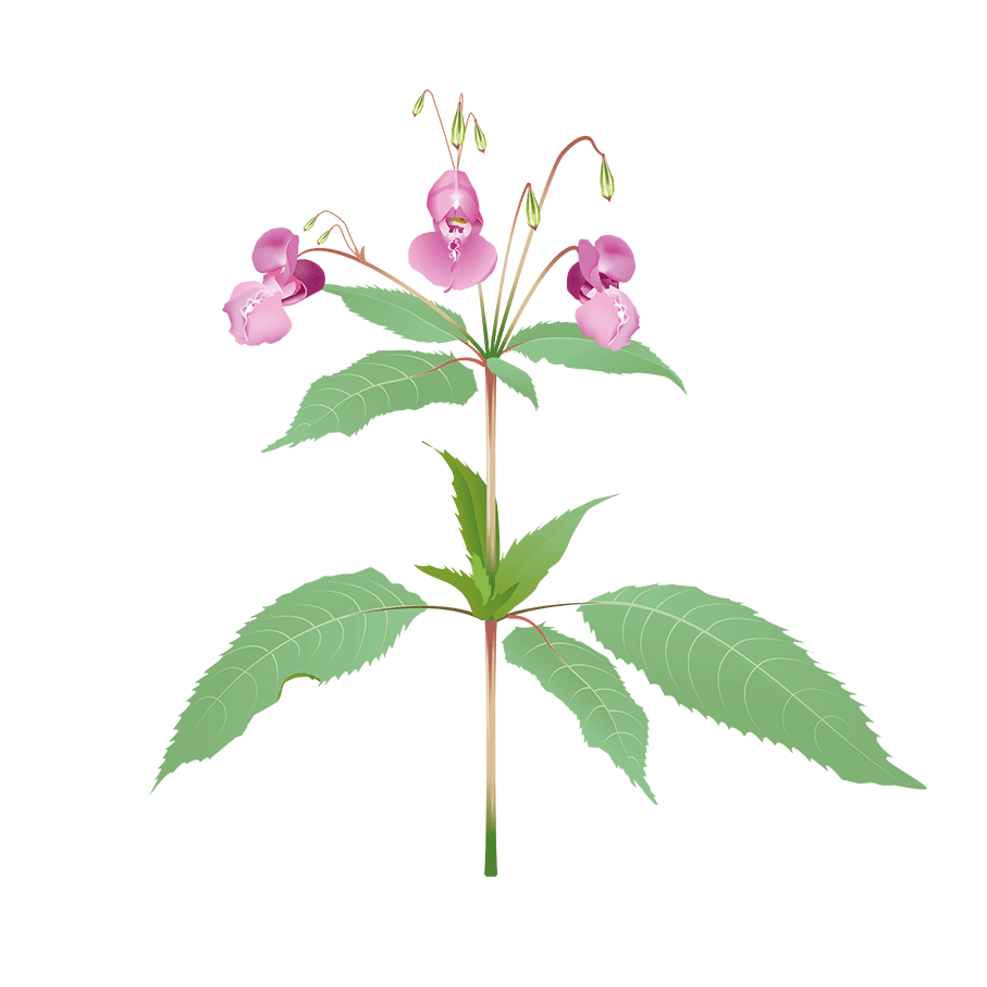 Illustration av en växt med stora, avlånga blad och lila blommor.