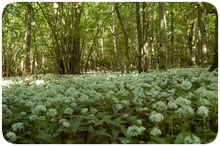 Ett hav av vita ramslöksblommor under träden.