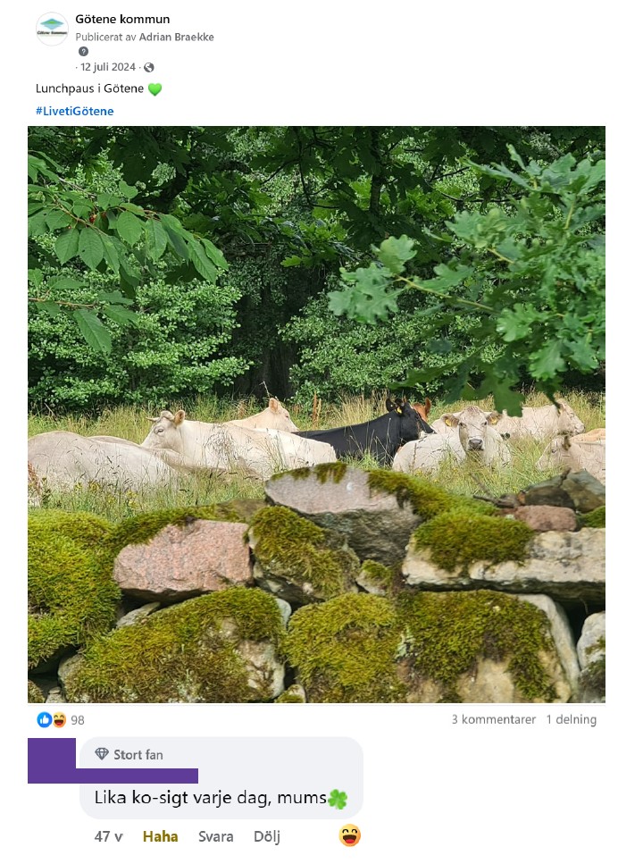 Skärmdump på inlägg från Facebook med bild på kor som ligger och vilar på en äng med inläggstexten "Lunchpaus i Götene". 
