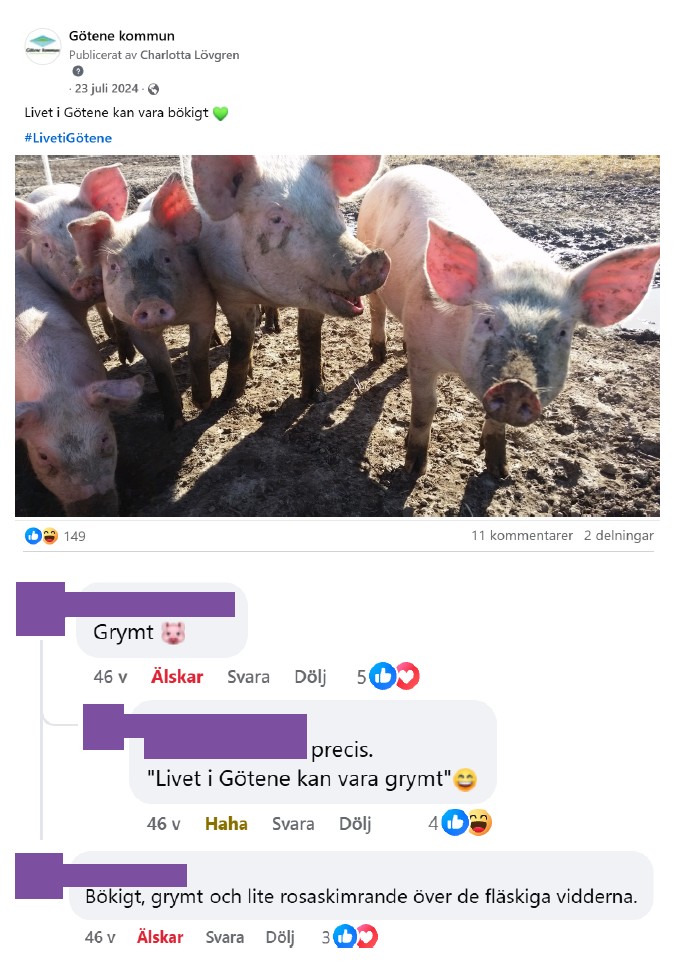 Skärmdump på inlägg från Facebook med bild på ett gäng grisar med inläggstexten "Livet i Götene kan vara bökigt". 