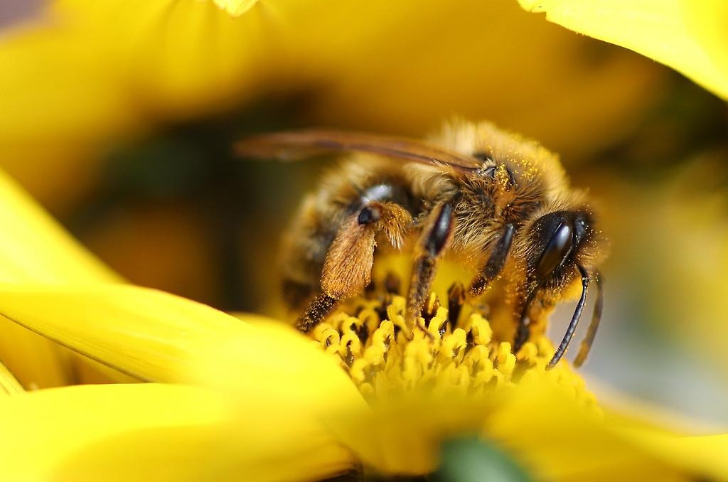 Närbild på en geting som suger nektar från en gul blomma. 