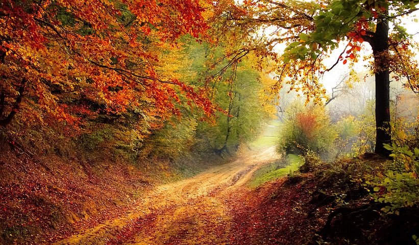 En grå grusväg med träd från höstens alla färger, orange, gul, grön och bruna löv.