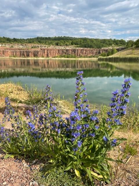Vy över Stenbrottet en närbold på en lila blomma, bakgrund terrakottafärgat berg och vatten runt om.