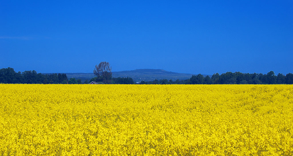 Blå himmel över gult rapsfält med Kinnekulles silhuett däremellan. Antydan om att likna Ukrainas flagga.