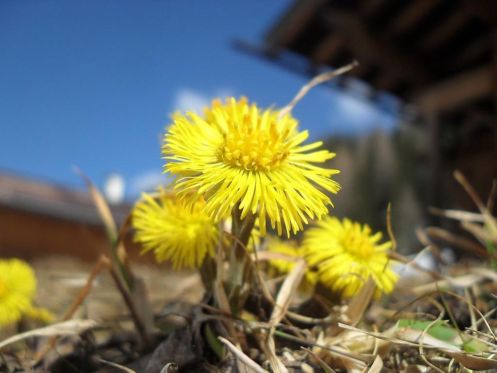 I närbild är det gula små fina blommor och gröna blad. (Tussilago)