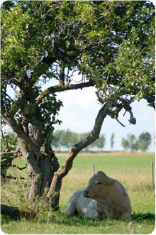 En vit tjur som vilar i skuggan under ett litet träd.