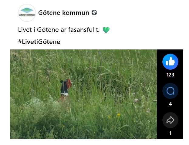 Skärmdump på inlägg från Facebook med bild på en fasantupp med inläggstext: "Livet i Götene är fasansfullt"