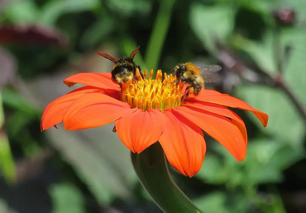 Orange blomma med två bin på.