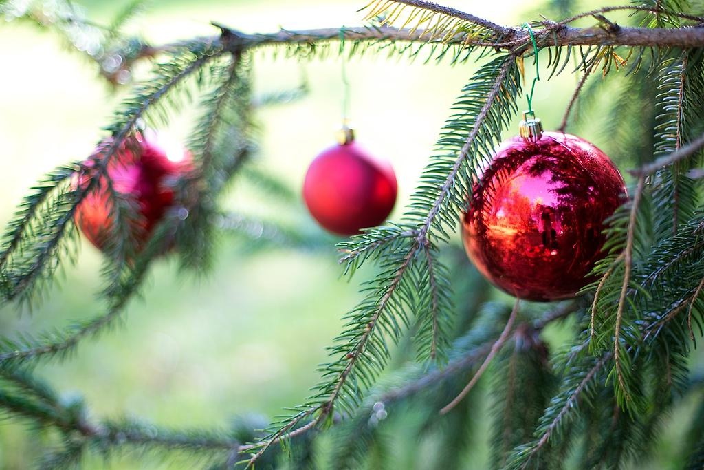 Närbild på en röd julgranskula som hänger på en grankvist. I bakgrunden hänger två röda kulor bland kvistar. 