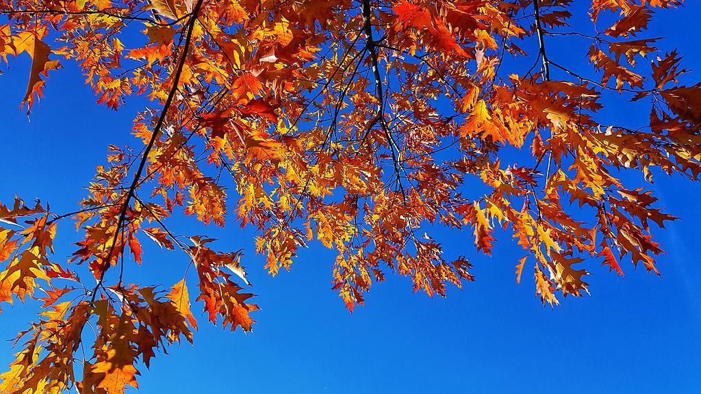 Med en blå himmel som bakgrund hänger trädgrenar med orangea och gula löv. 