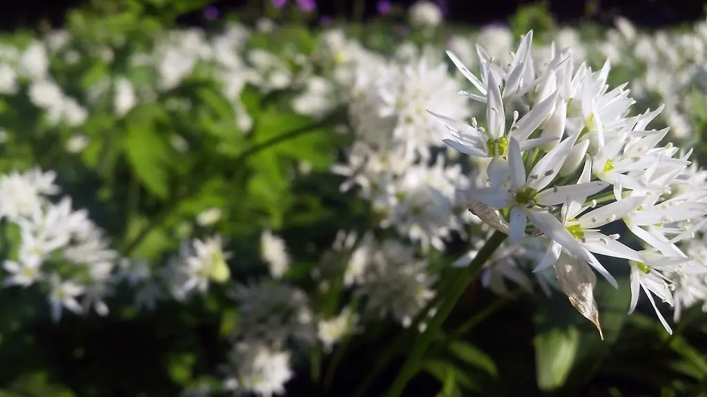 Ramslöksblomma i närbild. 