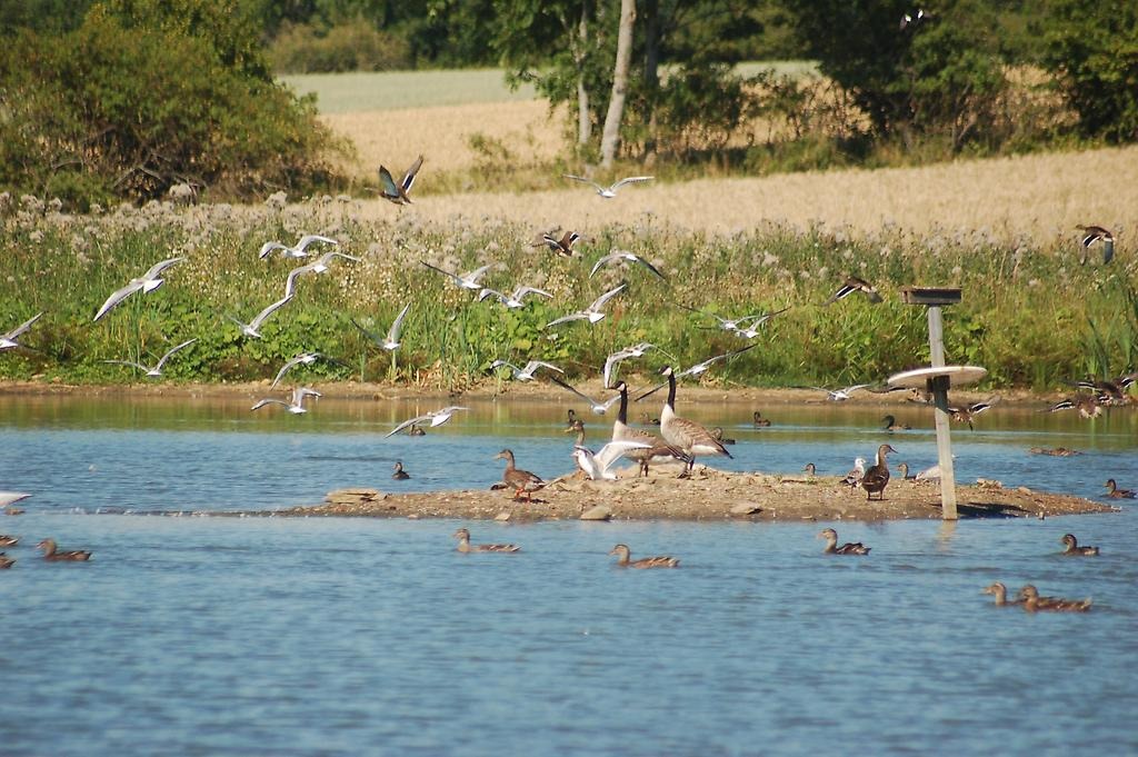  En mängd fåglar som stannat till för att vila vid sjön.