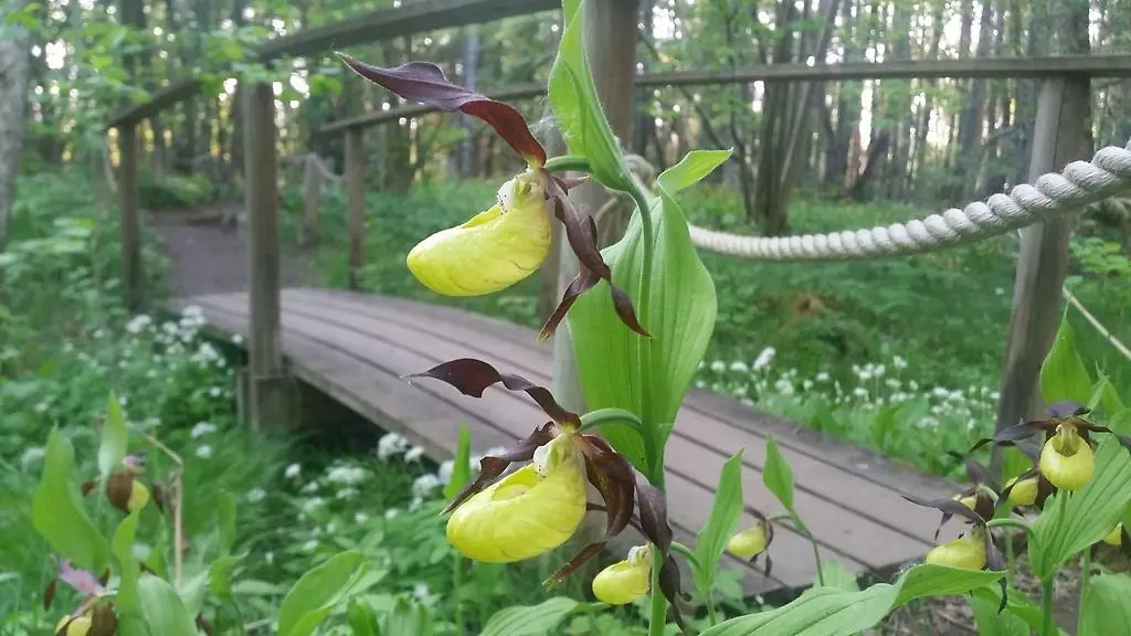 Närbild på blomma i vacker natur.