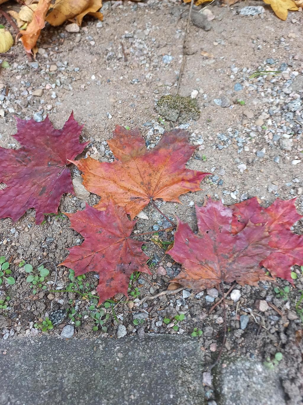 Höstlöv på marken