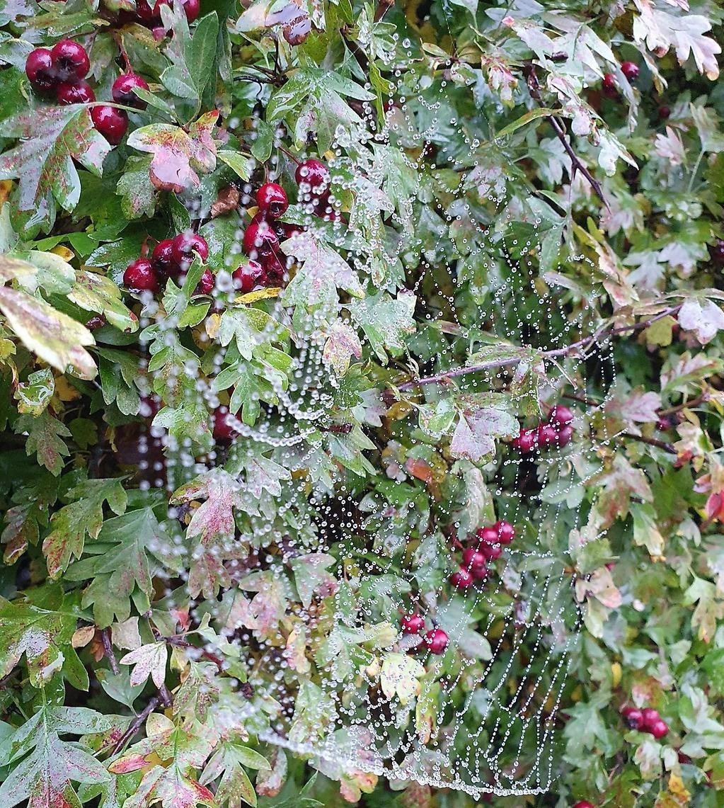 På en buske med röda bär sitter ett spindelnät med vattendroppar på sig.