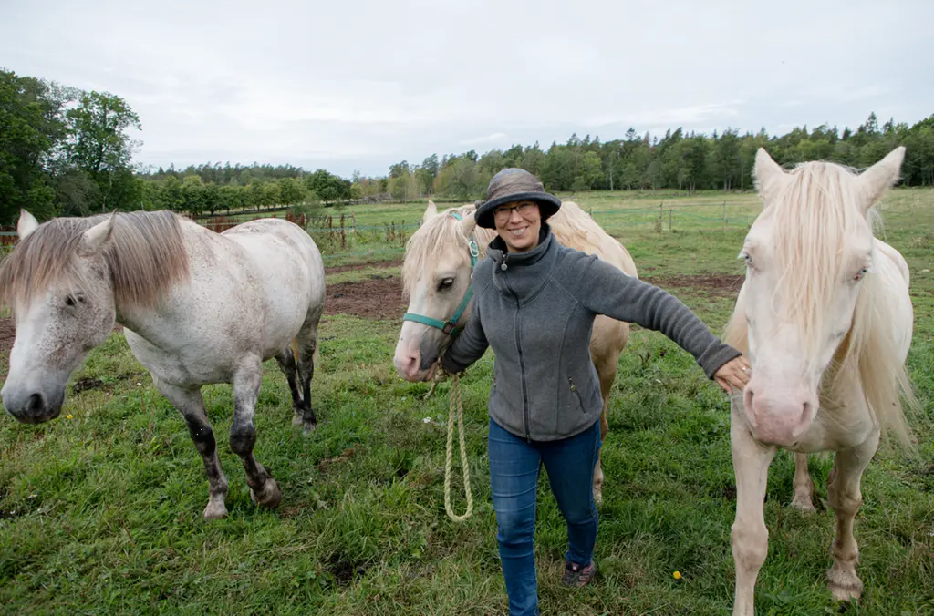 Glad kvinna som leder tre vita hästar.