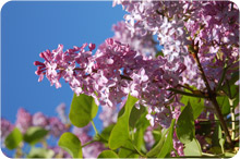 Blommande rosa syrenblommor.