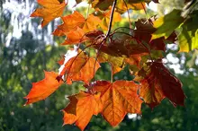 En gren med höstlöv i olika färger. 