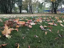 Fallna löv på en gräsmatta. 