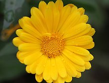 Klicka på bilden för att förstora.