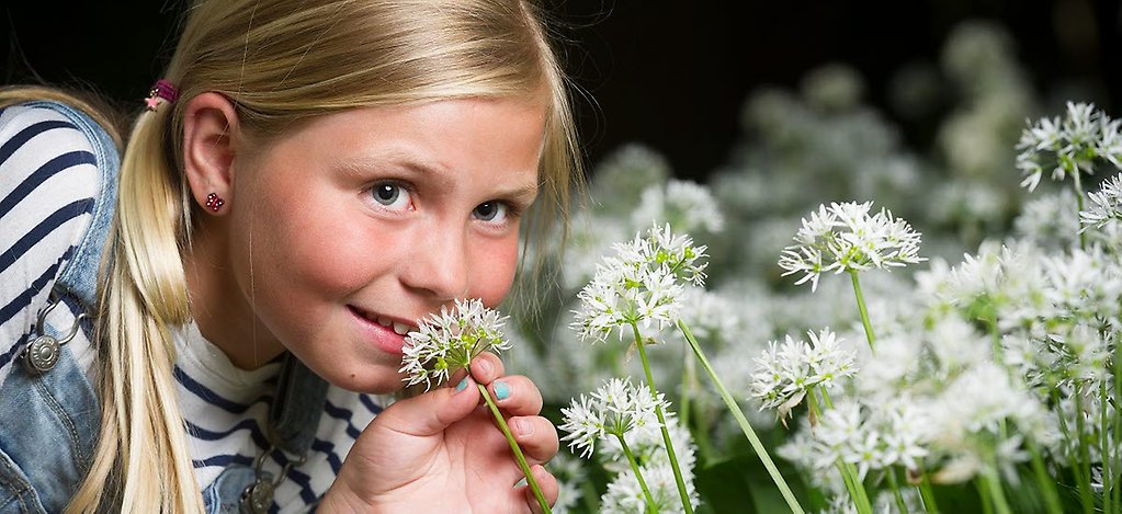 Klicka på bilden för att förstora.