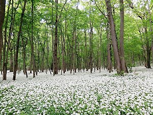 Ett hav med vita blommor av ramslök i Munkängarnas naturreservat.