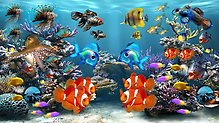 Olika färgglada fiskar i ett akvarium. Klicka på bilden för att förstora.