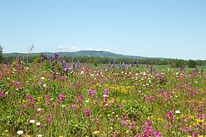 Blommande fält med Kinnekulle i bakgrunden