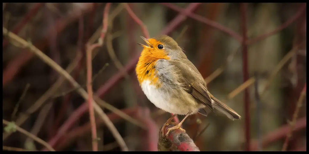 En liten fågel med orange haka och kind och grå dräkt sitter på en gren.