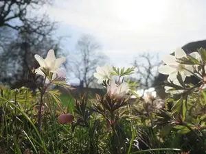 Vårblommor fotograferade i motljus.
