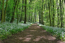 Vandring i skogen med ramslök som blommar