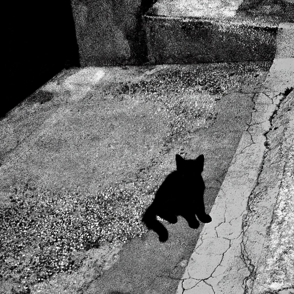 Jerker Andersson foto; katt i asfaltsmiljö