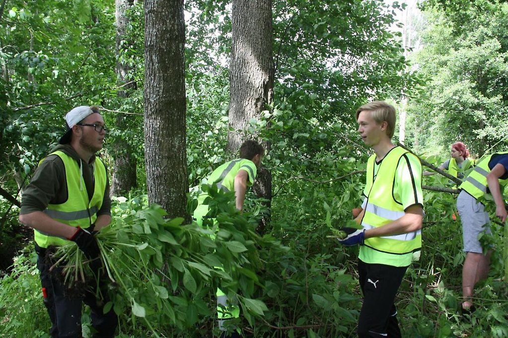 Fyra ungdomar iklädda reflexvästar som arbetar med att röja i en skogsdunge.