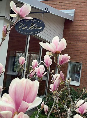 Närbild på magnolieträd mer rosa blommor. I bakgrunden hänger en skylt med text "Café Helena".