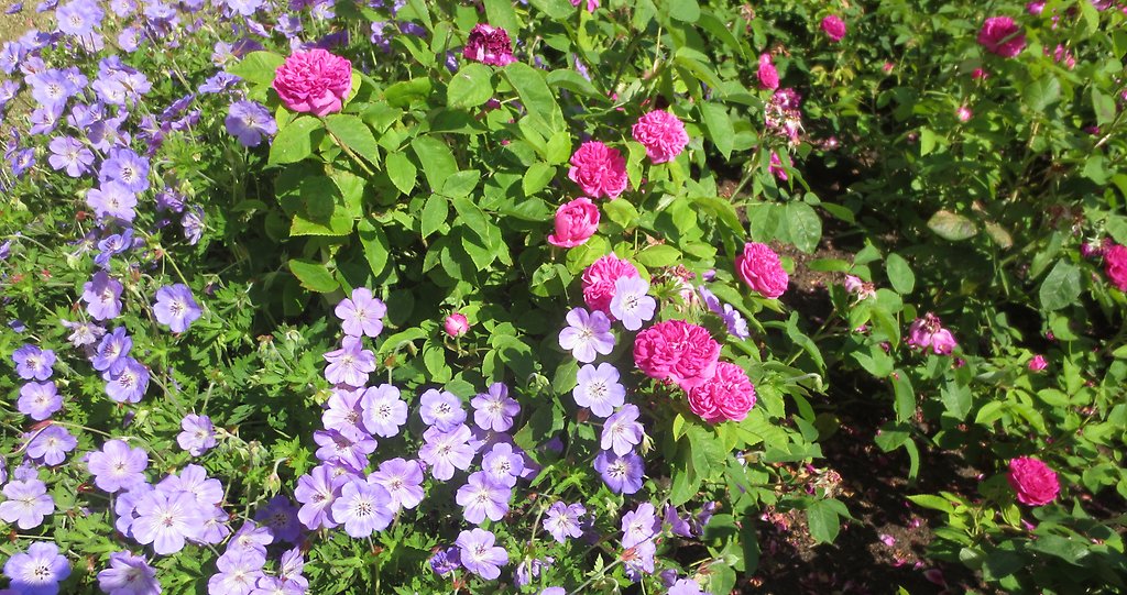 Sommarblommor i blått och rosa