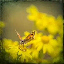 En närbild på en fjäril som sitter på en blomma. 