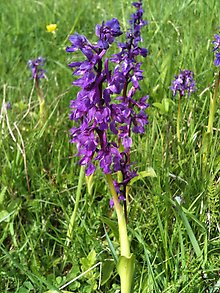 Sankte Pers nycklar på Österplana Hed och Vall. Klicka på bilden för att förstora.