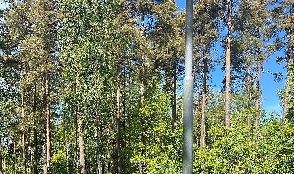Bild från en solig dag i Brännaskogen Götene