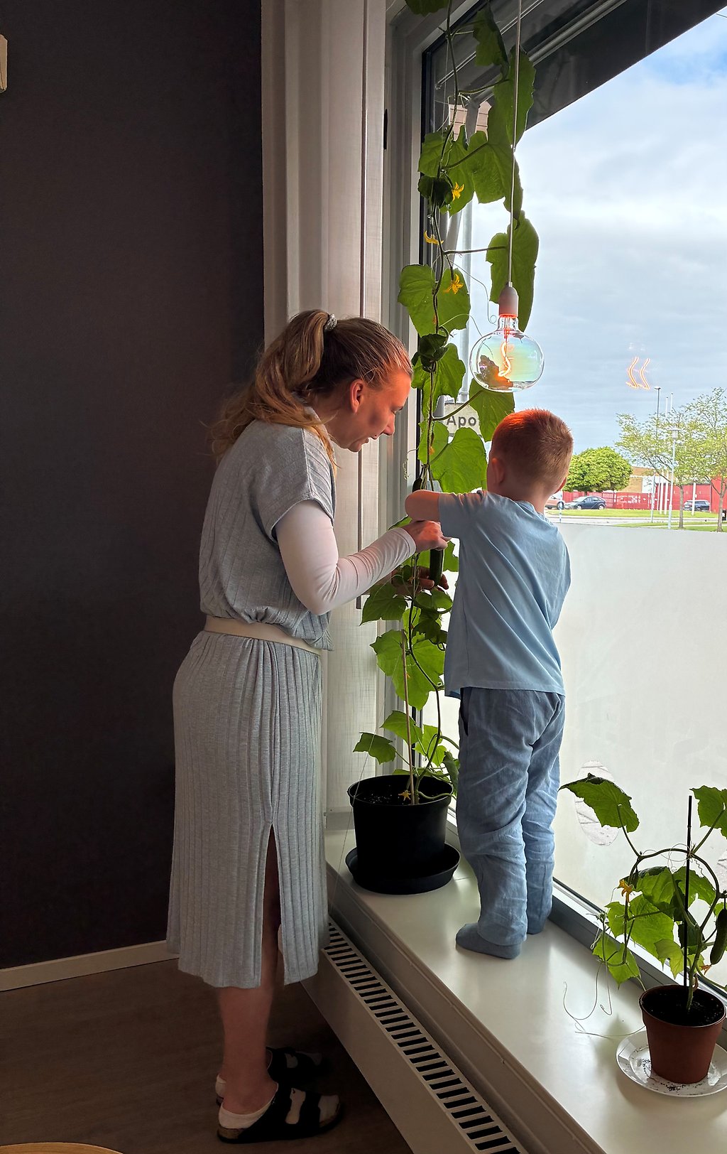 .Bild på en vuxen och ett barn som skördar en gurka